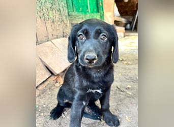 Manika, geboren 04.05.2026, 27cm sucht Familienanschluss