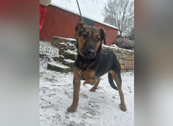 Marko, geboren 26.06.2025, 40cm sucht tierliebe Menschen (Pflegestelle Deutschland)