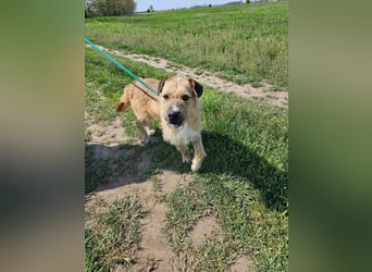 Jerry, geb. 07.2024, 42cm sucht seine Menschen zum Kuscheln