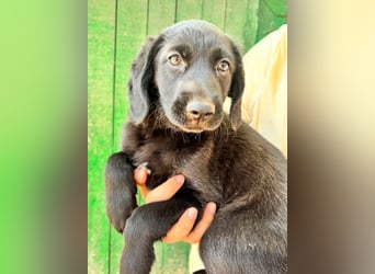 Mabel, geboren 04.05.2026, 26cm sucht ihre Menschen