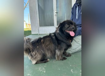 Nico, geboren 06.06.2024, 34cm sucht sein Körbchen