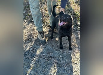 Ajna, geboren 06.2024, cm sucht ihr Zuhause