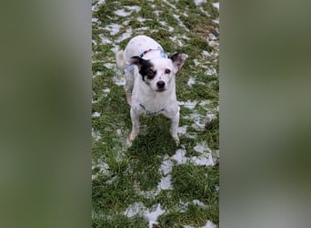 Mezi, geboren 21.05.2023, 35cm sucht ihr Körbchen (Pflegestelle Deutschland)