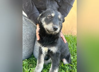 Timon, geb. 12.2025, 35cm sucht seine Abenteurer