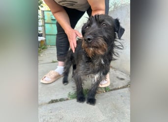 Pixie, geboren 02.11.2025, 33cm sucht ihr Zuhause