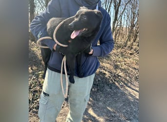 Ajna, geboren 06.2024, 39cm sucht ihr Zuhause