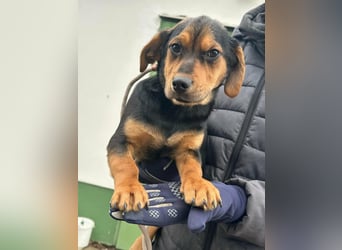 Chris, geboren 26.10.2025, 30cm sucht DICH!