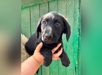 Milo, geboren 04.05.2026, 27cm sucht sein Zuhause