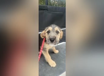 Bradley, geboren 19.10.2025, 32cm sucht sein Zuhause