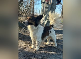 Aldo, geboren 20.02.2024, 34cm sucht seine Menschen