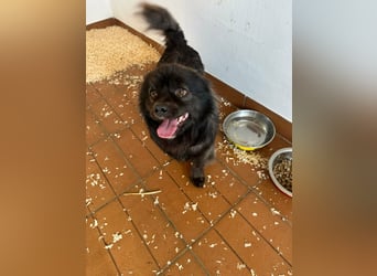 Nico, geboren 06.06.2024, 34cm sucht sein Körbchen