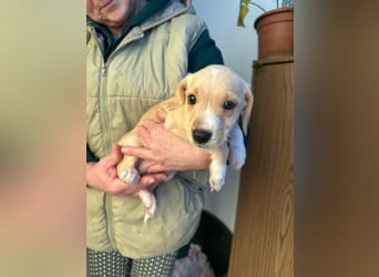 Darla, geboren 10.11.2025, 24cm sucht ihr Zuhause