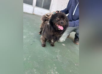 Nico, geboren 06.06.2024, 34cm sucht sein Körbchen