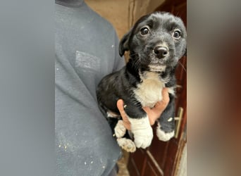 Flower, geboren 22.12.2025, 21cm sucht ihr Körbchen