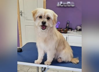 Suzy, geboren 28.11.2023, 34cm sucht ihre Menschen