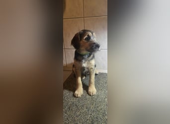 Bradley, geboren 19.10.2025, 32cm sucht sein Zuhause