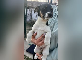 Molly, geboren 01.12.2025, 28cm sucht ihr Plätzchen