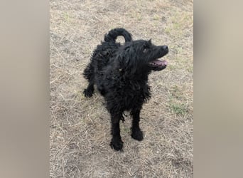 Anka, geboren 01.03.2025, 39cm sucht ihre Chance