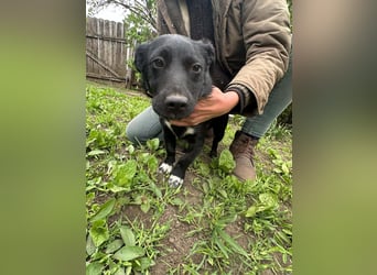 Jack, geboren 03.01.2026, 31cm sucht seine Menschen