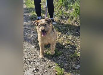 Muffin, geb. 07.2025, 41cm sucht ihr für immer Zuhause