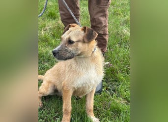 Jerry, geboren 15.07.2024, 42cm sucht sein Körbchen