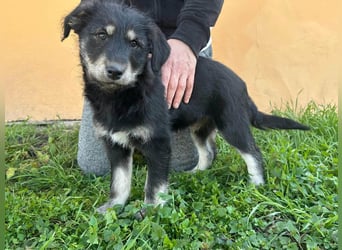Timon, geb. 12.2025, 35cm sucht seine Abenteurer
