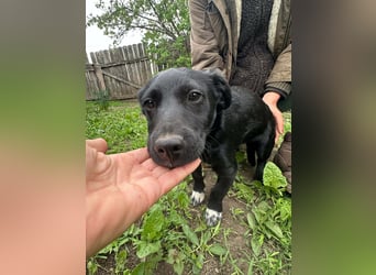 Jack, geboren 03.01.2026, 31cm sucht seine Menschen