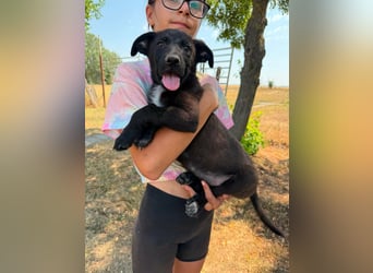 Diablo, geboren 25.05.2026, 32cm sucht seine Chance