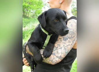 Raizo, geboren 01.08.2025, 35cm sucht seine Familie