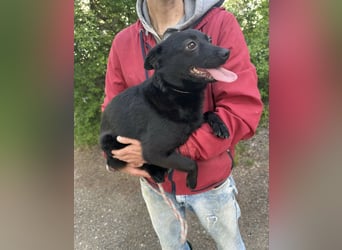 Ajna, geb. 06.2024, 39cm sucht ihre Menschen