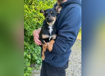 Tina, geboren 20.01.2026, 32cm sucht ihr Glück