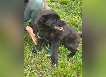 Roy, geb. Juli 2025, 43cm sucht sein Körbchen