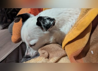 Mezi, geboren 21.05.2023, 35cm sucht ihr Körbchen (Pflegestelle Deutschland)