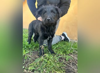 Tommy, geb. 12.2025, 36cm sucht sein Körbchen