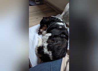 Milo, geboren 21.05.2023, 43cm sucht sein Zuhause (Pflegestelle in Deutschland)