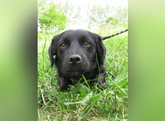 Raizo, geboren 01.08.2025, 35cm sucht seine Familie