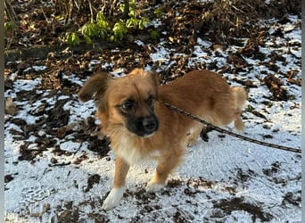 Leo, geboren 12.05.2023, 31cm sucht sein Glück