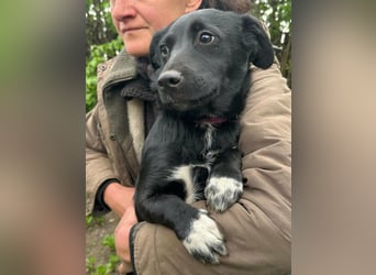 Jack, geboren 03.01.2026, 31cm sucht seine Menschen