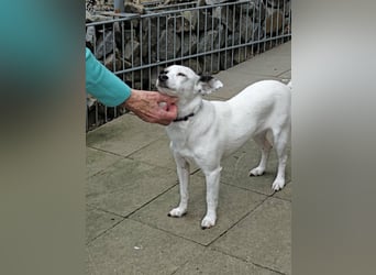Mezi, geboren 21.05.2023, 35cm sucht ihr für immer Zuhause (Pflegestelle Deutschland)