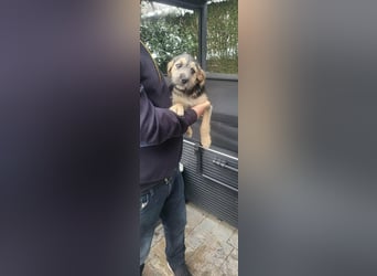 Bradley, geboren 19.10.2025, 32cm sucht sein Zuhause