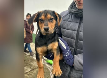 Chris, geboren 26.10.2025, 30cm sucht DICH!