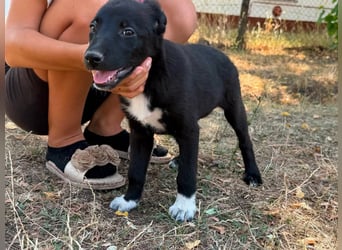 Dorisz, geboren 25.05.2026, 32cm sucht ihre Menschen