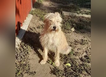 Berci, 2 Jahre, 35 cm, sucht nach seinem Körbchen
