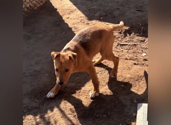 Koda, geboren 01.11.2025, 35cm sucht sein Körbchen