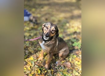 Pircsi, 2 Jahre, 42cm sucht erfahrene Hände