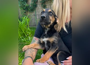 Tyler, geboren 08.02.2026, 30cm sucht seine Menschen