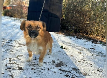 Leo, geboren 12.05.2023, 31cm sucht sein Glück