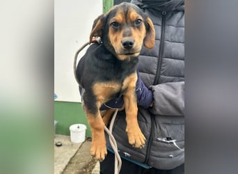 Chris, geboren 26.10.2025, 30cm sucht DICH!