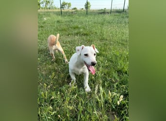 Zeno, geb. 01.2026, 25cm sucht seine Menschen