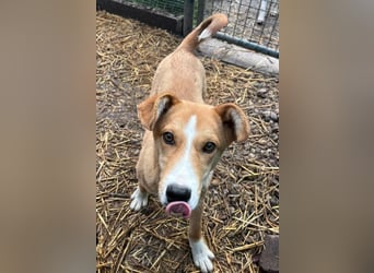 Roni, geboren 01.06.2025, 39cm sucht sein Zuhause